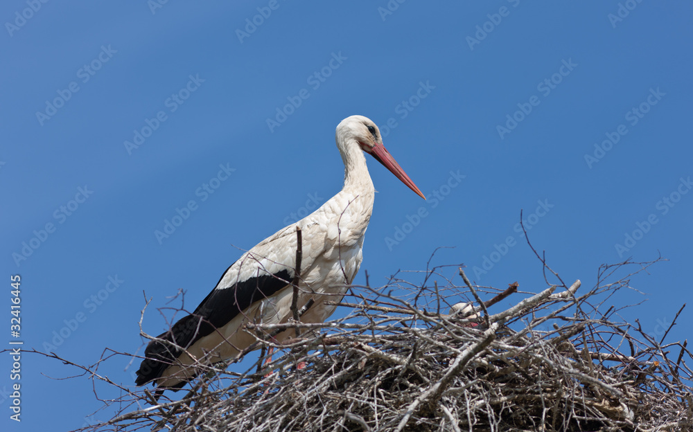 Fototapeta premium Stork in a nest
