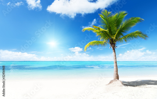 palms and beach