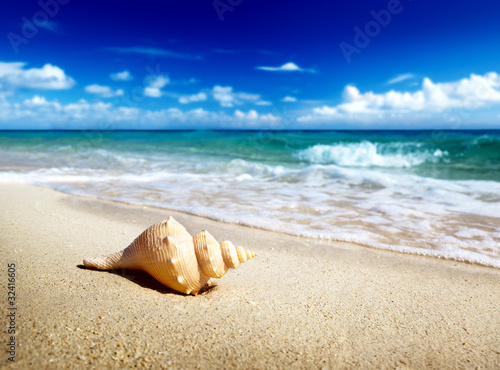 seashell on the beach (shallow DOF)