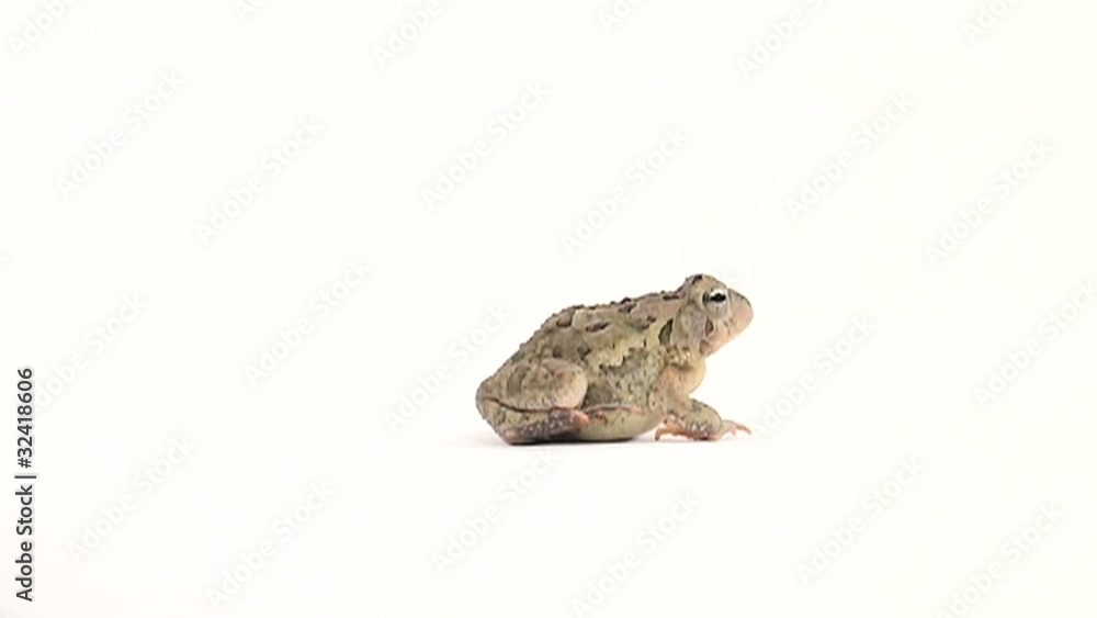 Slow motion clip of toad hopping on white background Slow motion clip of toad hopping on white background