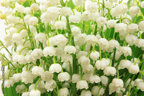 Fototapeta Naklejka Na Ścianę i Meble -  Flowers