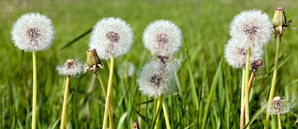White dandelions on a green background White dandelions on a green background