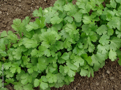 Coriandrum sativum on vegetable bed