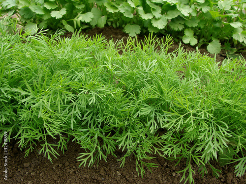 Fotografia dill growing on the vegetable bed