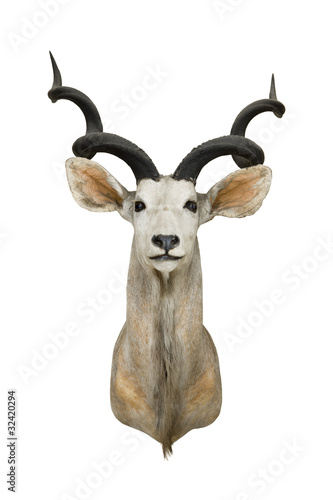 Gazelle