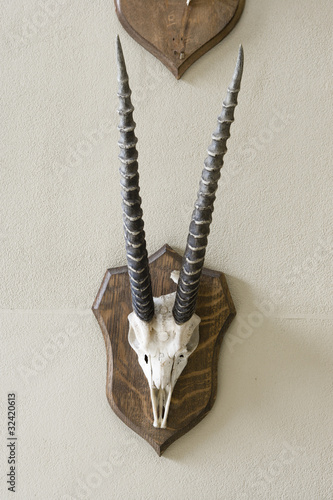 Gazelle