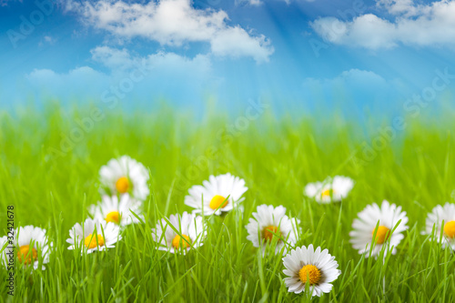 Field of daisy and blue sky on background