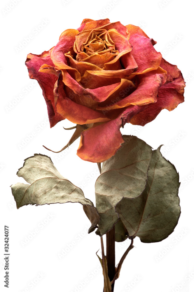Fototapeta premium Single dry rose on a white background, isolated