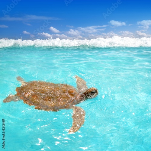 Green sea Turtle Chelonia mydas Caribbean