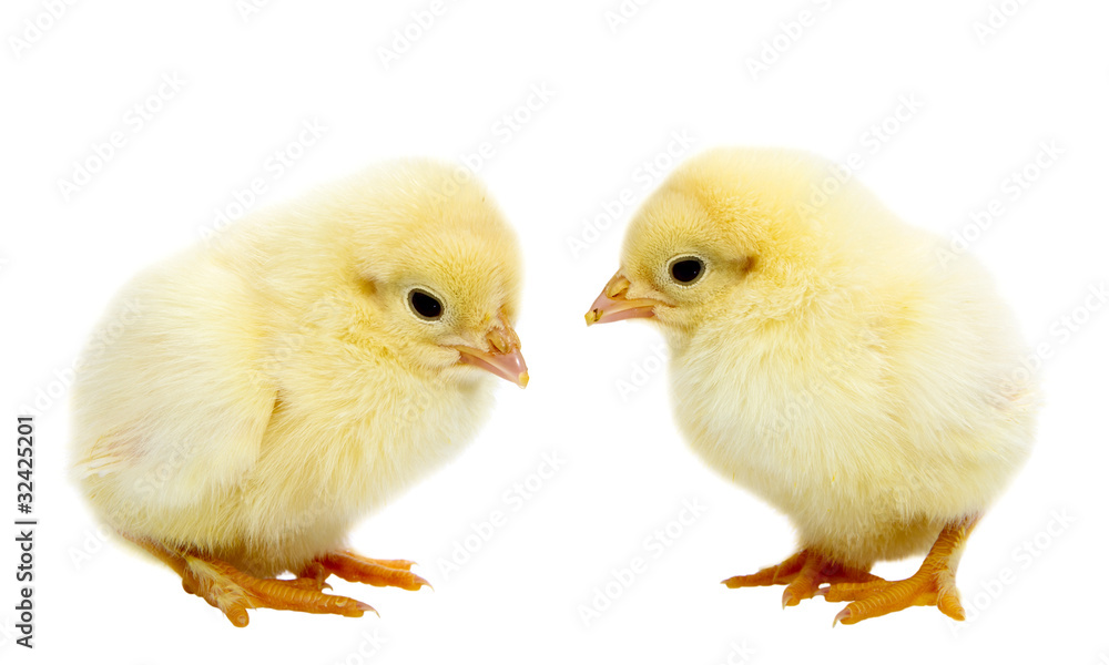 Two baby chickens isolated on white