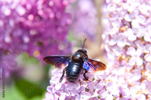 Big European carpenter bee (Xylocopa violacea) on lilac