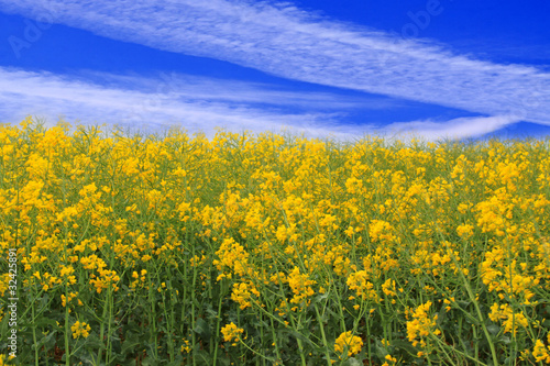 Butterblumen Wiese