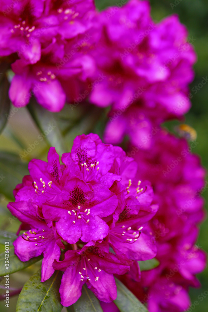 Rhododendron