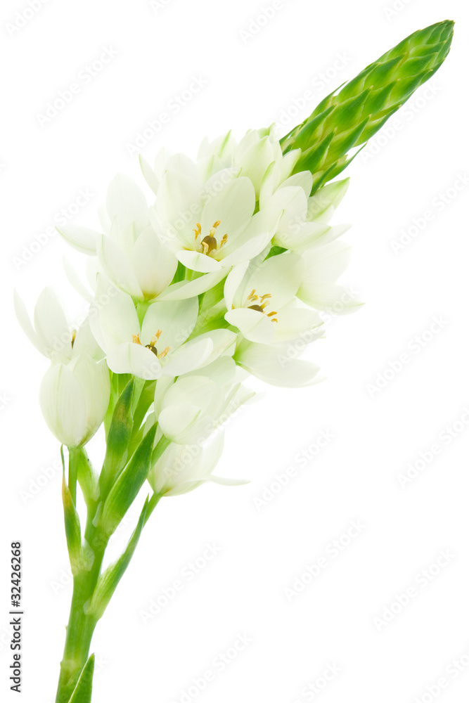 white flower bloom isolated on white background.