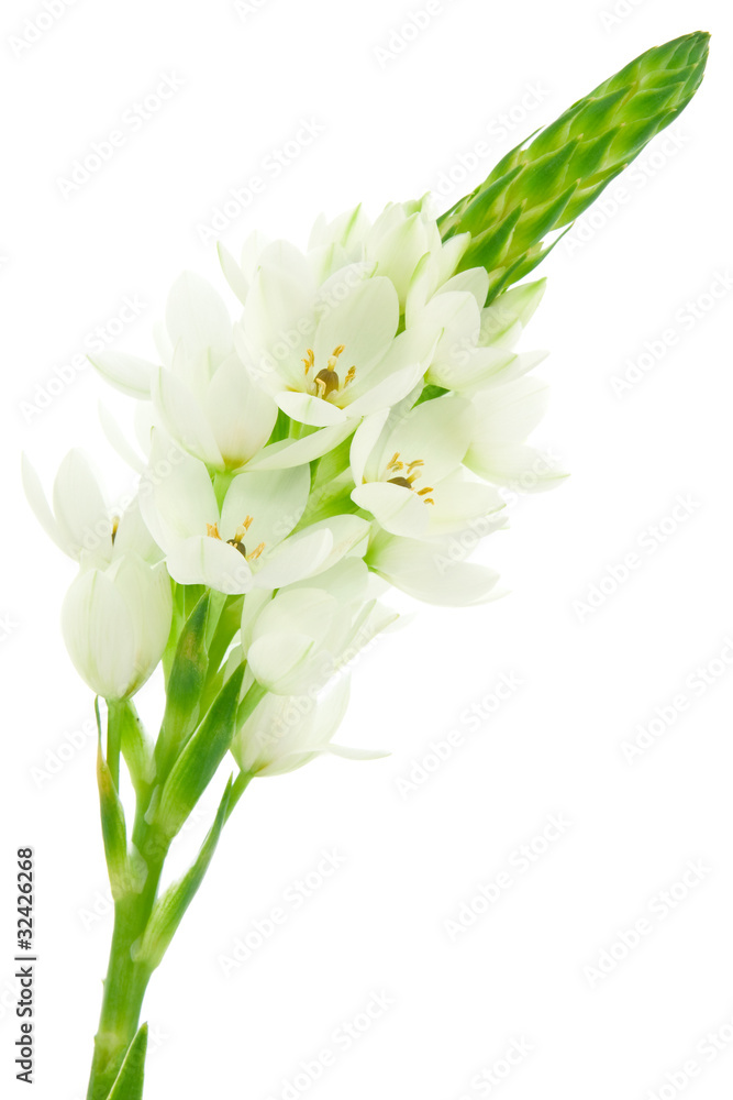 white flower bloom isolated on white background. white flower bloom isolated on white background.