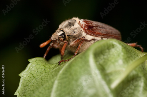 Photos Cockchafer Beetle