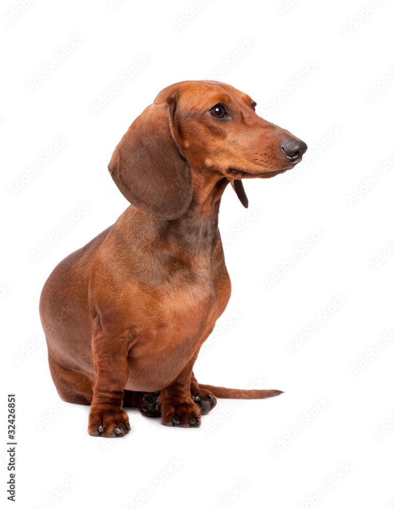dachshund dog isolated over white background