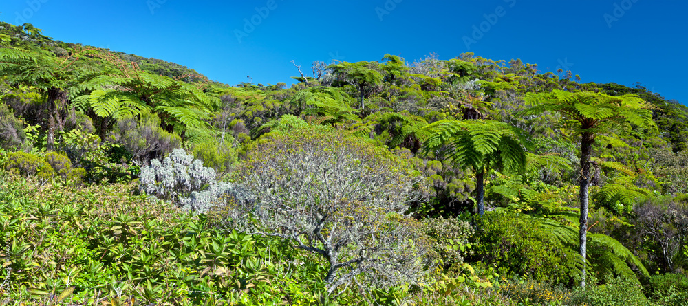 Forêt tropicale de fougères arborescentes - Ile de La Réunion
