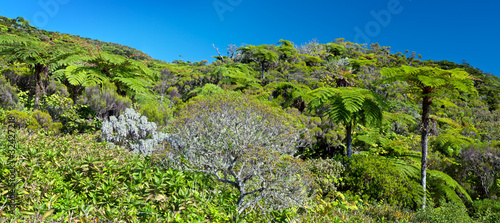 Forêt tropicale de fougères arborescentes - Ile de La Réunion