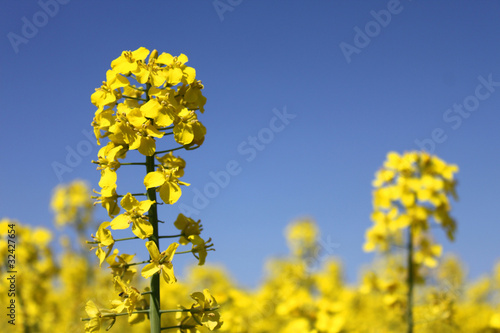 yellow rape canola field blue sky photo