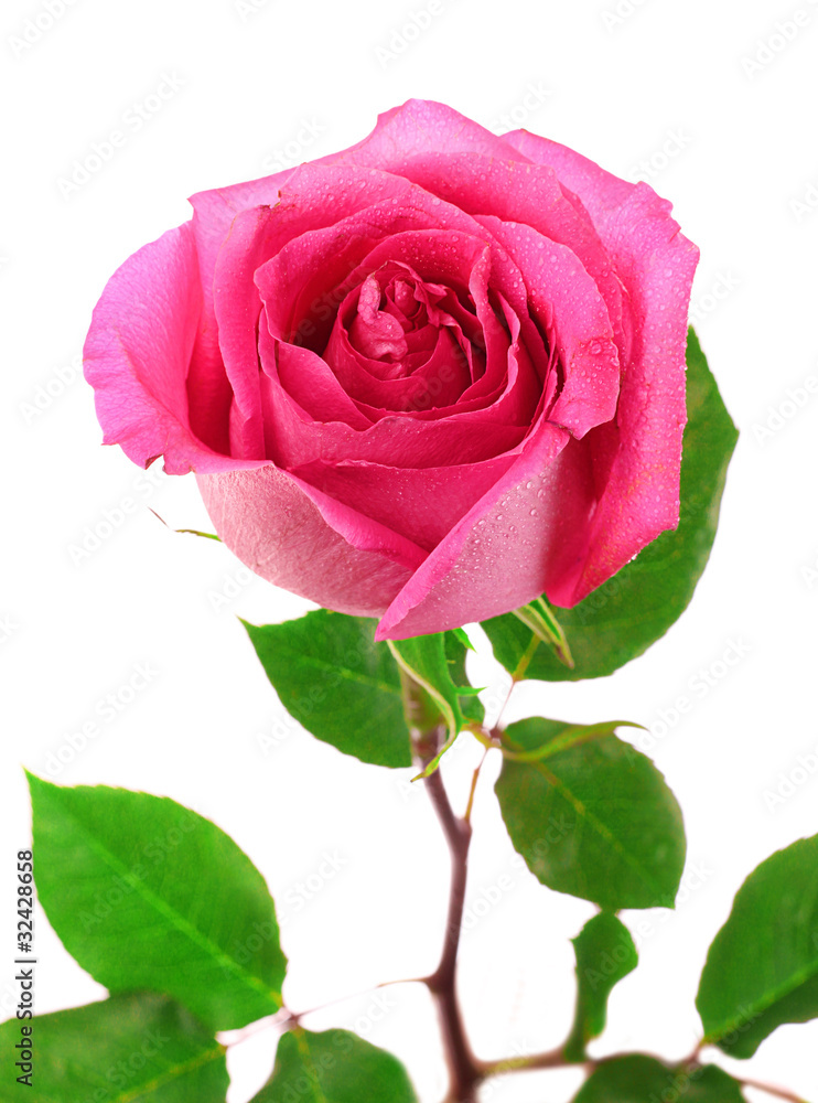 Fototapeta premium beautiful pink rose on a white background