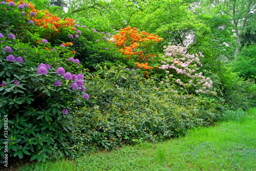 Rhododendron Sträucher