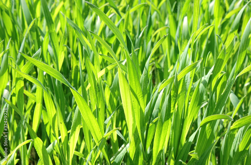 Sprouts of green wheat Sprouts of green wheat