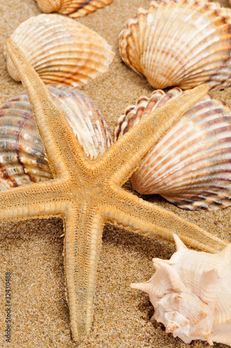 seashells and seastar on the sand