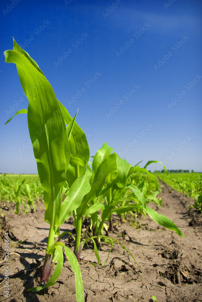 Corn Field