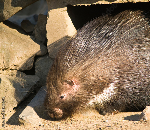 Indian crested porcupine - Hystrix indica photo