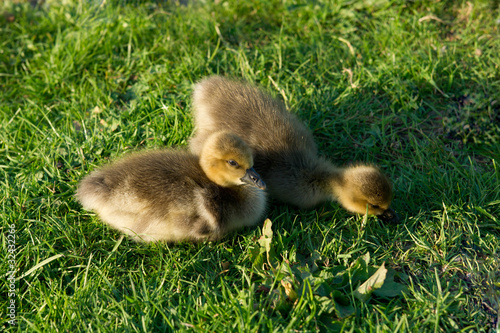 two baby geese © Jekaterinavlassova