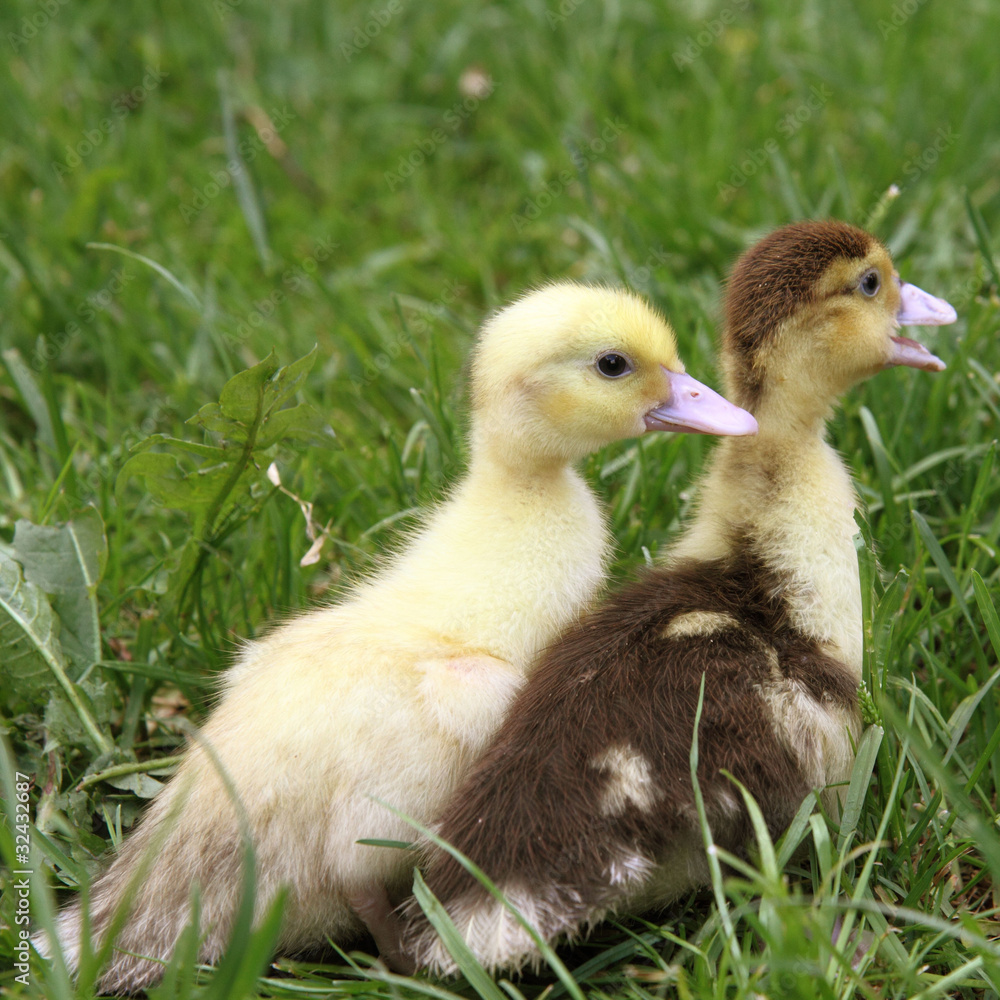 Yellow and brown ducklings on grass Yellow and brown ducklings on grass