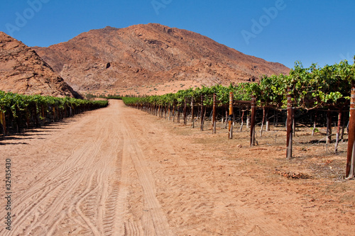vineyard in desert