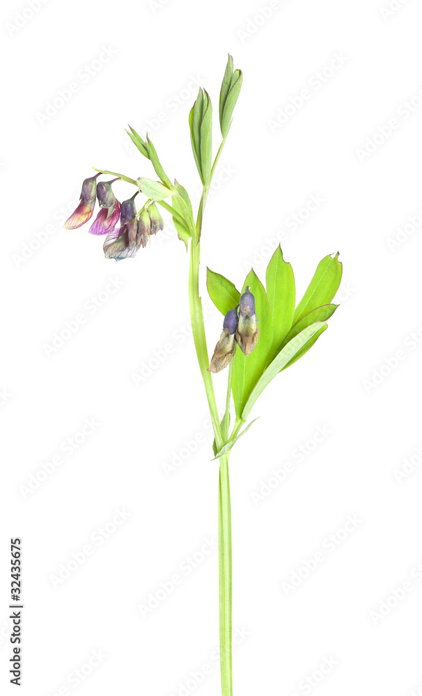 Obraz premium Bitter-vetch isolated on white background