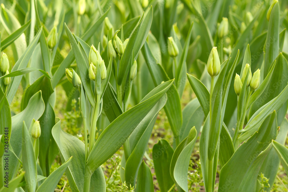 Fototapeta premium closed tulip flowers