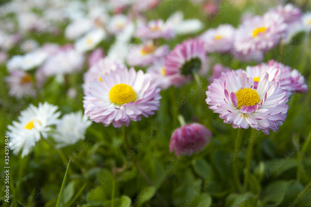 meadow of daisies meadow of daisies
