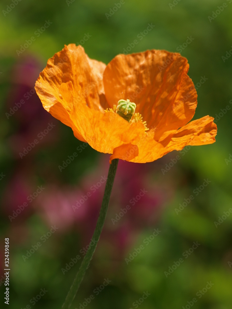 Fototapeta premium mak