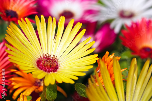 A beautiful yellow daisy flower on blurry backround