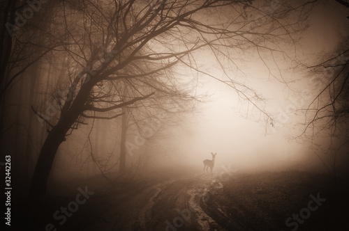 deer in a misty forest on a summer morning