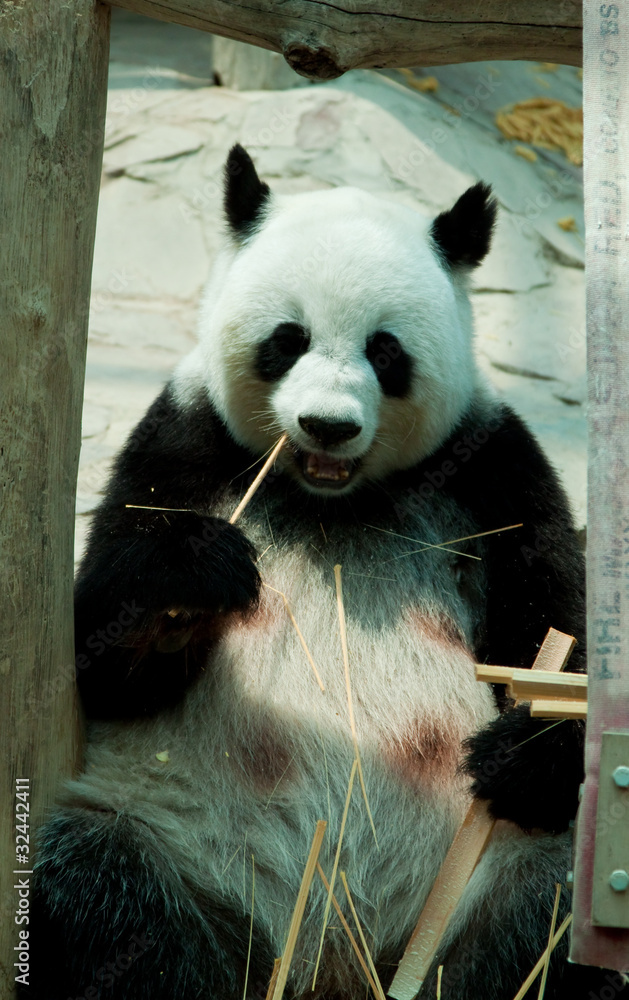 Fototapeta premium panda