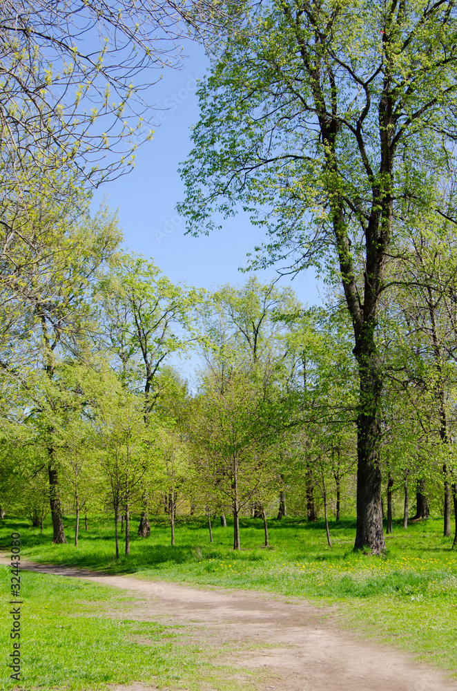 The spring landscape