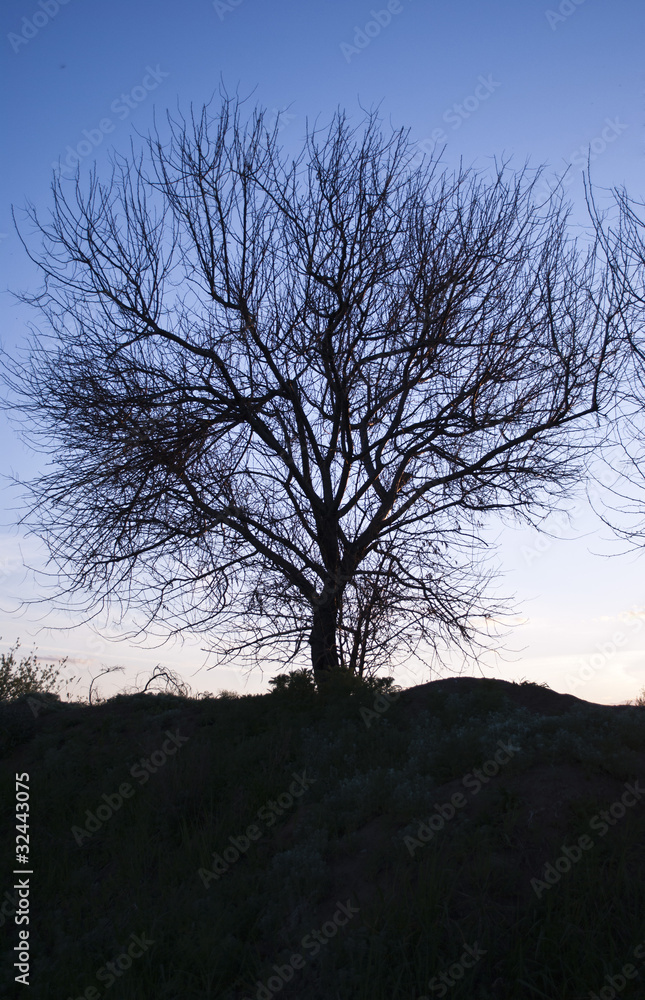 Obraz premium Tree on the blue sky