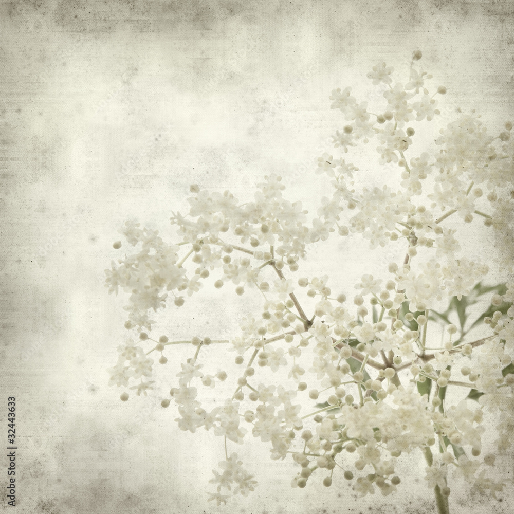 Fototapeta textured old paper background with black elder flowers