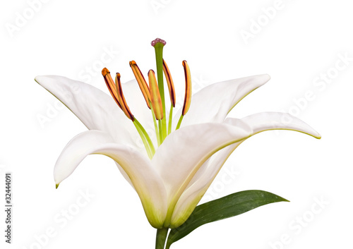 Lily and leaves on the white
