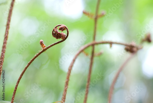 シダの新芽 photo