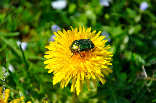 Green rose chafer (Cetonia aurata)