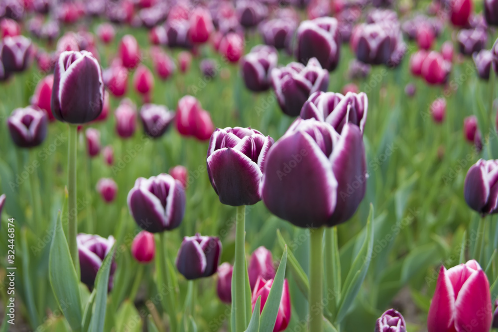 Spring tulips Spring tulips