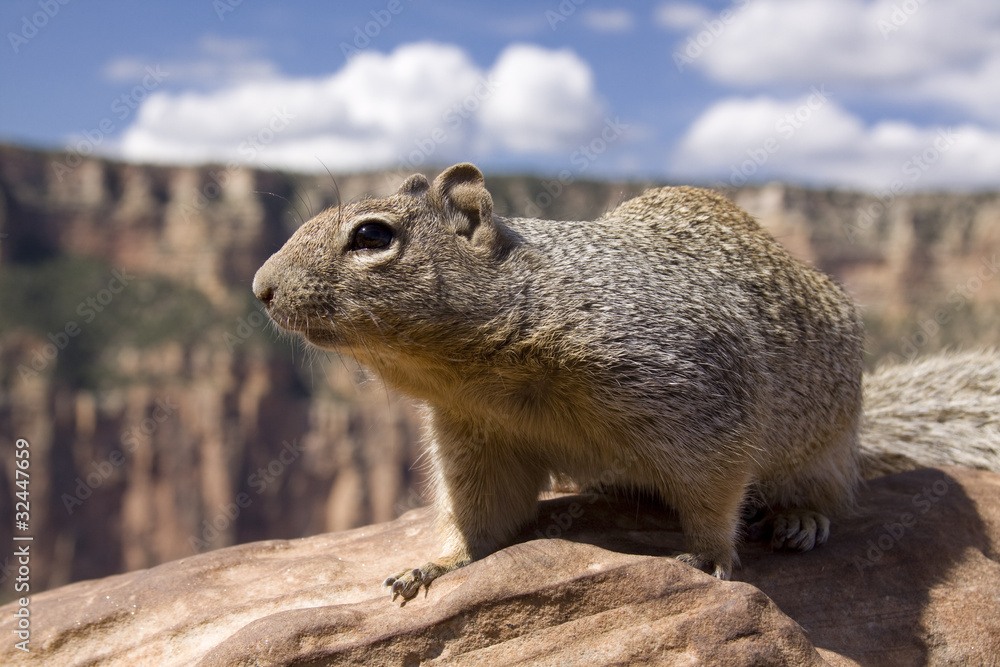Naklejka premium grand canyon hörnchen