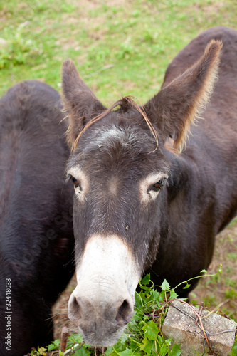Donkey © bepsphoto