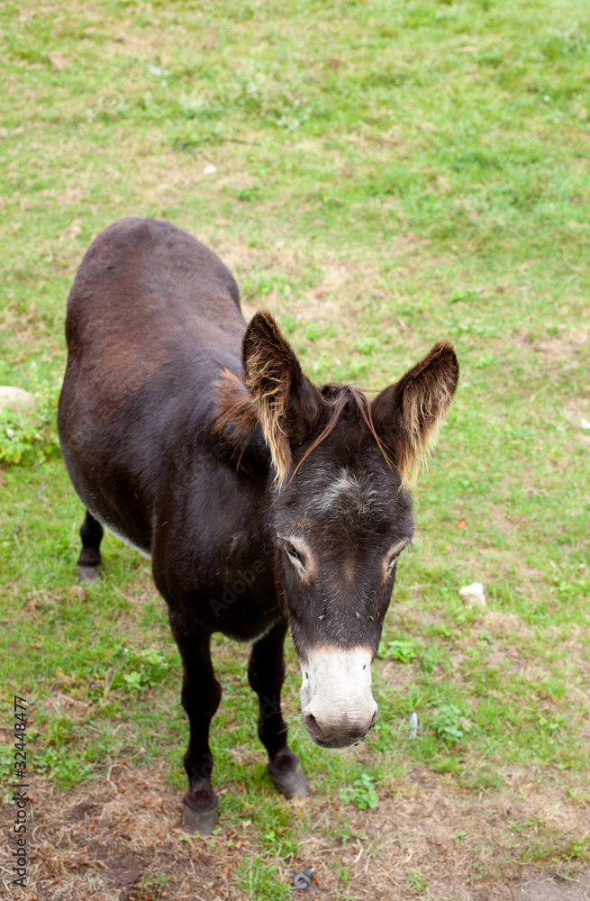 Fototapeta premium Donkeys grazing
